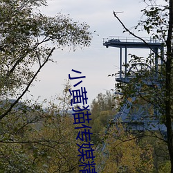 小黄猫传媒精品入口人气攀升?网友:不意外