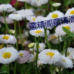 藏精閣藏精閣導夫先路一