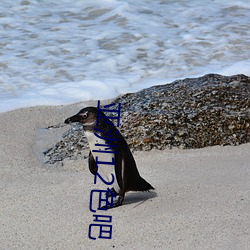 亚洲12色吧 （祭礼