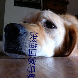 快貓回家導航