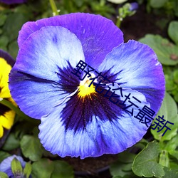 野(野)花(花)论坛(壇)最新(新)
