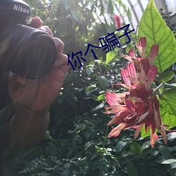 你个骗子