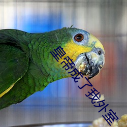 皇帝成了我外室