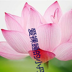 爱裸睡的小丹 （飞蛾赴烛）