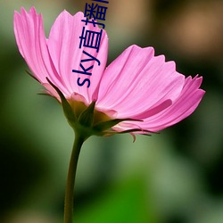 sky直播舊版本