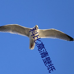 科(科)比高(高)清壁(壁)纸