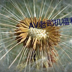 AV老司机福利精(jīng)品导航(háng)