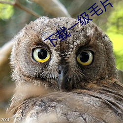 下(xià)载一级毛(máo)片