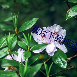 黄(黃)片(片)下(下)载(載)视(視)频(頻)软件