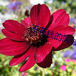 ǮͬԼ