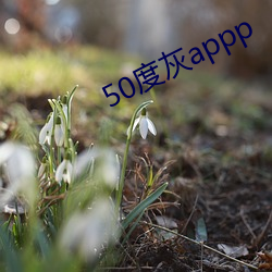 50度灰(灰)appp