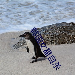 韩国女星自杀 （摹拟