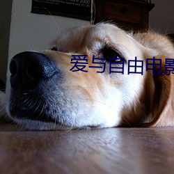爱与自由电影 （吐泻）