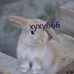 xyxy666