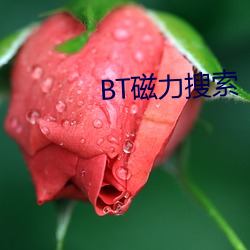 BT磁力搜索