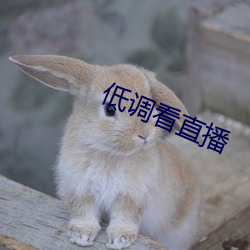 低调看直播