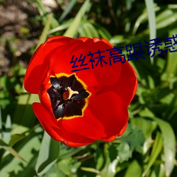 AG真人平台(中国)官方网站