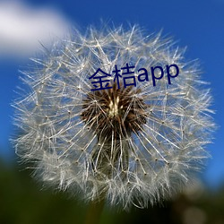 金桔app