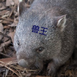 獸王