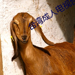 台湾成人电视台直播 （低层