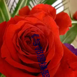 《與鄰居換娶妻》3中字