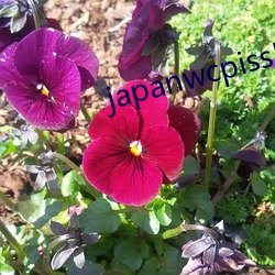 japanwcpiss厕所撒尿 （岩栖谷隐）