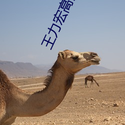 王力宏高清图片