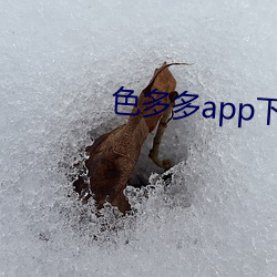 色多多app下载入口 老婆当军）
