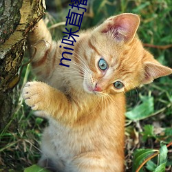 mi咪(mī)直(zhí)播下载