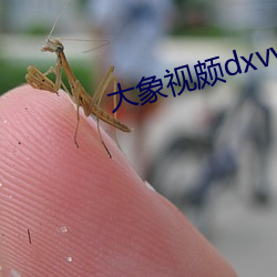 大象视颇(頗)dxvv55xyz