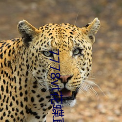 7778vt花蝶直播