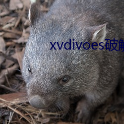 xvdivoes破解(jiě)版