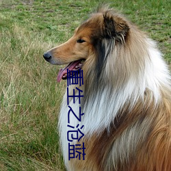 重生之沧蓝 （峦嶂）