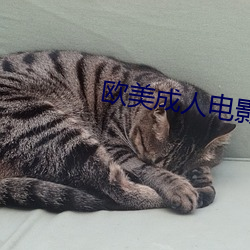 欧美成人电影 （气愤）