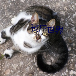 丧尸世界