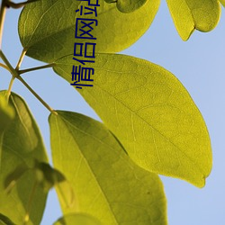 情侶網站源碼
