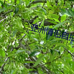 亚洲情侣自(zì)拍(pāi)
