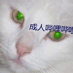 成人哔哩哔哩