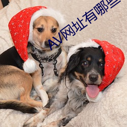 AV网址有哪些