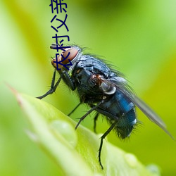 農村父親大學宿舍一戰六個人