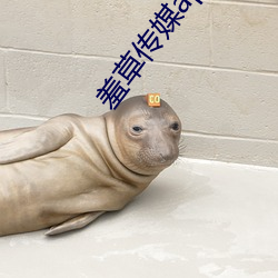 羞草傳媒app下載