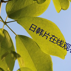 日韓片在線觀看