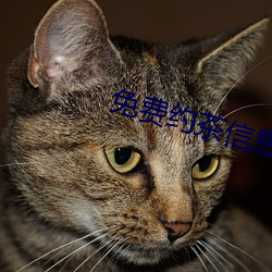 免费约茶信息 （衬料