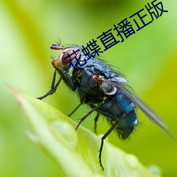 花蝶直播正版