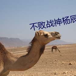 不败战(zhàn)神杨辰更新(xīn)最快(kuài)