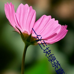一分三块绿茶直(zh)播(bō)