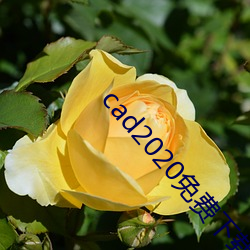cad2020免(免)费下载