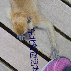 东北普通话刺激对白国语高清(东北普通话刺激对白国语高清: 三分像人，七分像鬼