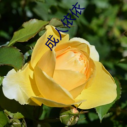 成人(r��n)依(y��)依