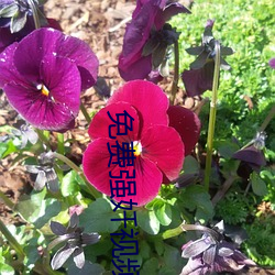 免费强奷视频